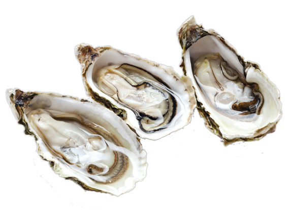 Frische Austern in Neusiedl am See ! Fresh Oyster in Neusiedl am See !
